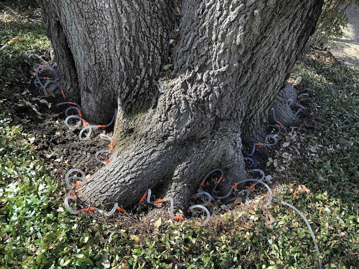 Detailed Tree Cabling and Bracing job site in Russellville