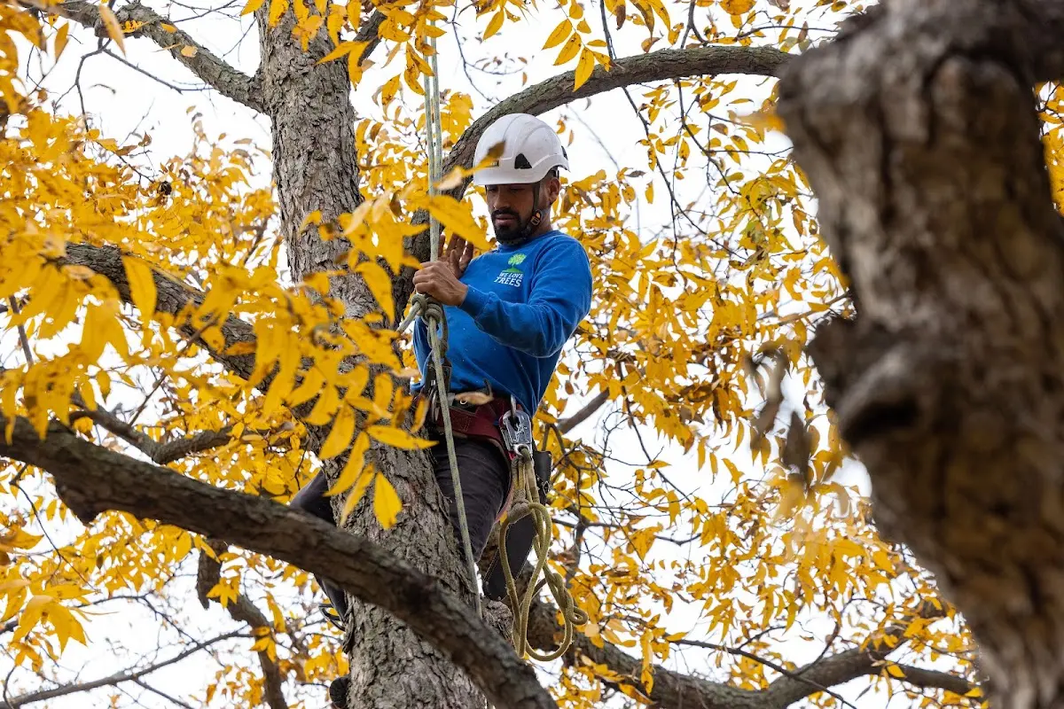 Skilled Tree Planing crew working in Russellville